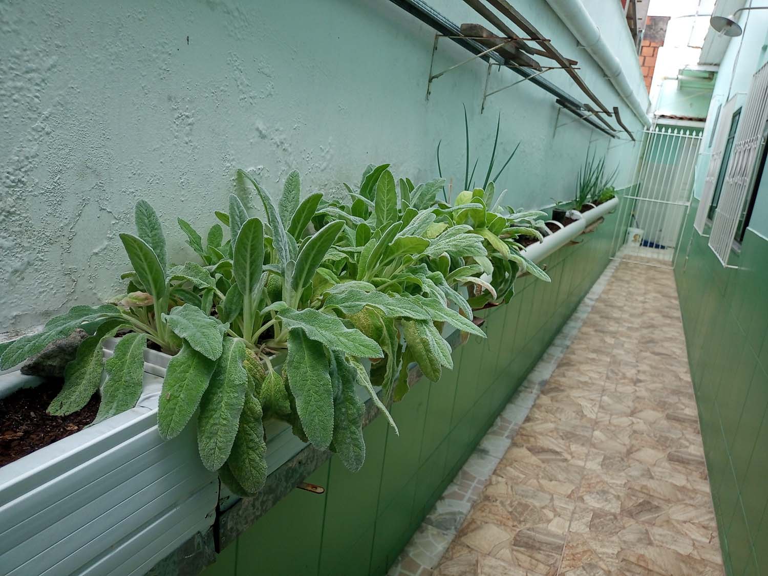 Professora De Concei O Do Jacu Pe Cultiva Peixinho Da Horta Em Sua Casa